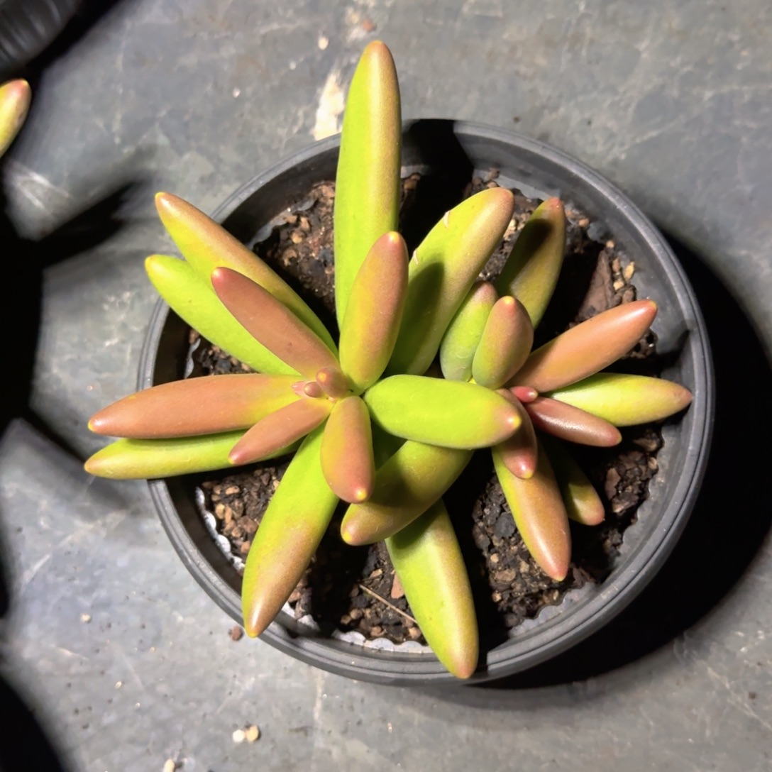 椰子树 双头 一物一拍