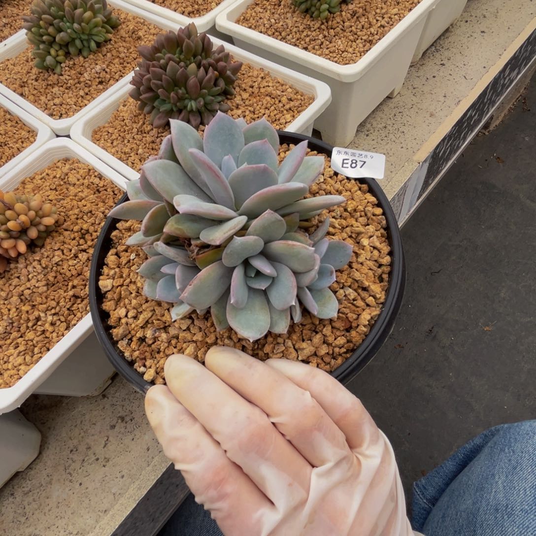 e87奶茶群生呀呀呀