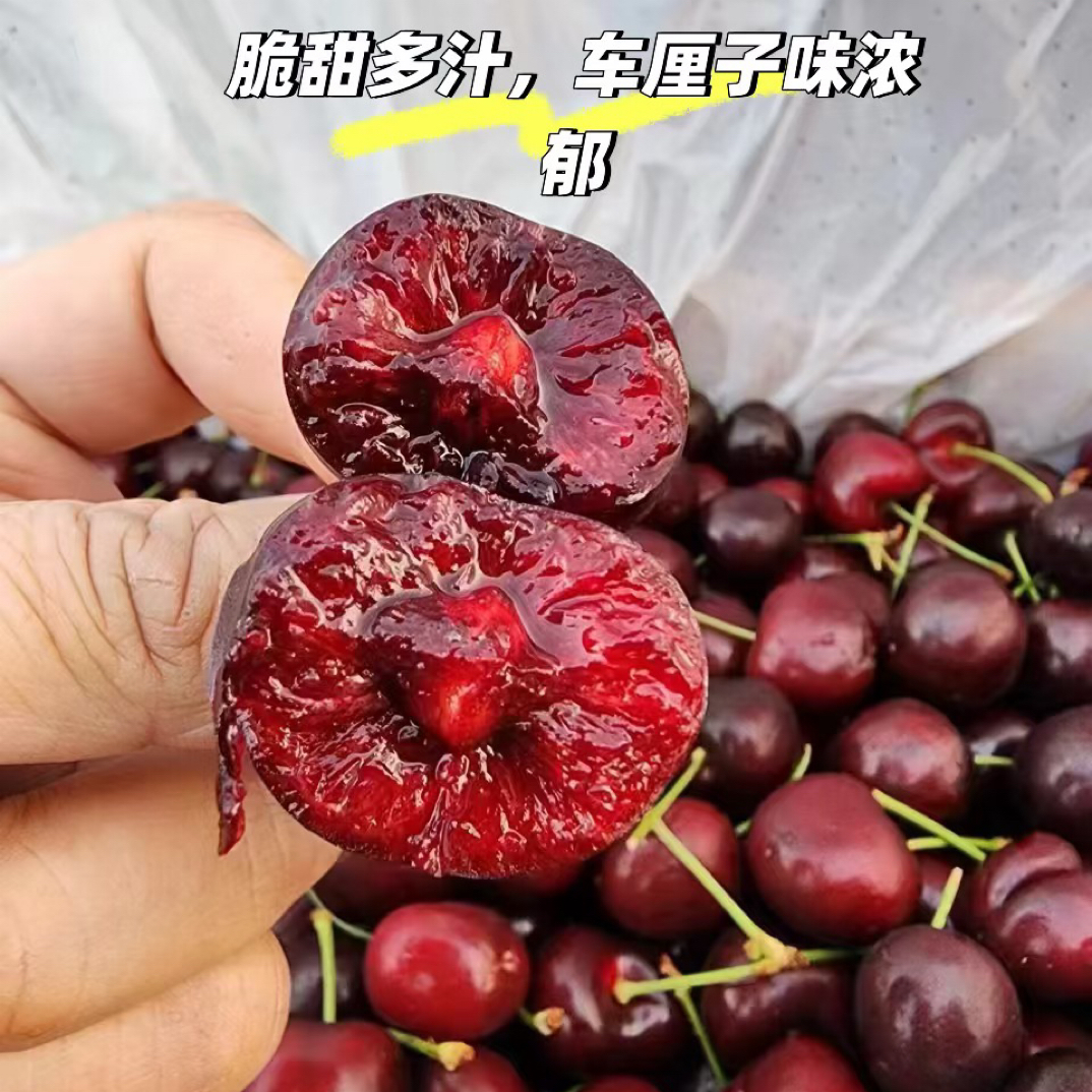 智利进口空运J级新鲜硬脆甜净重 2500g桑提娜樱桃智利共和国