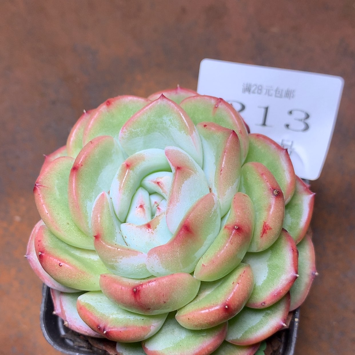【闪购商品】云213号