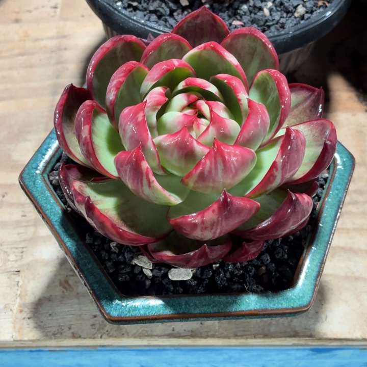 存***姐多肉植物惊鸿仙子