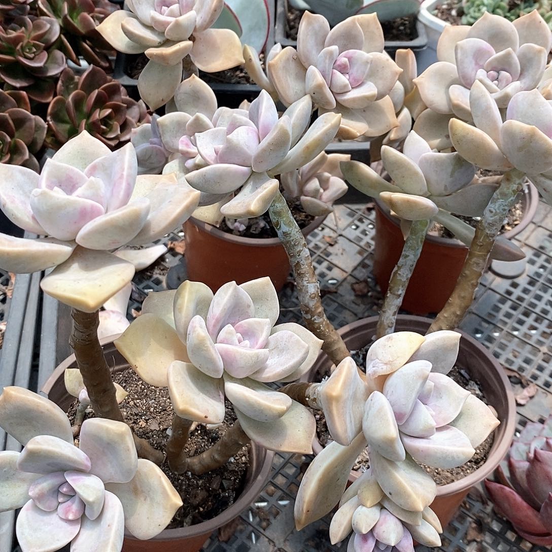 紫乐4盆多肉植物脱土发