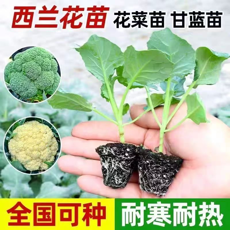西蓝花苗西兰花苗秧苗绿色花菜花椰菜耐热抗寒越冬春夏秋批发寿光