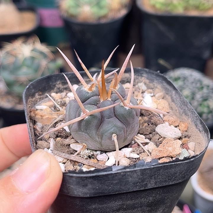 无花朵粗刺守金摩天龙实生球3cm