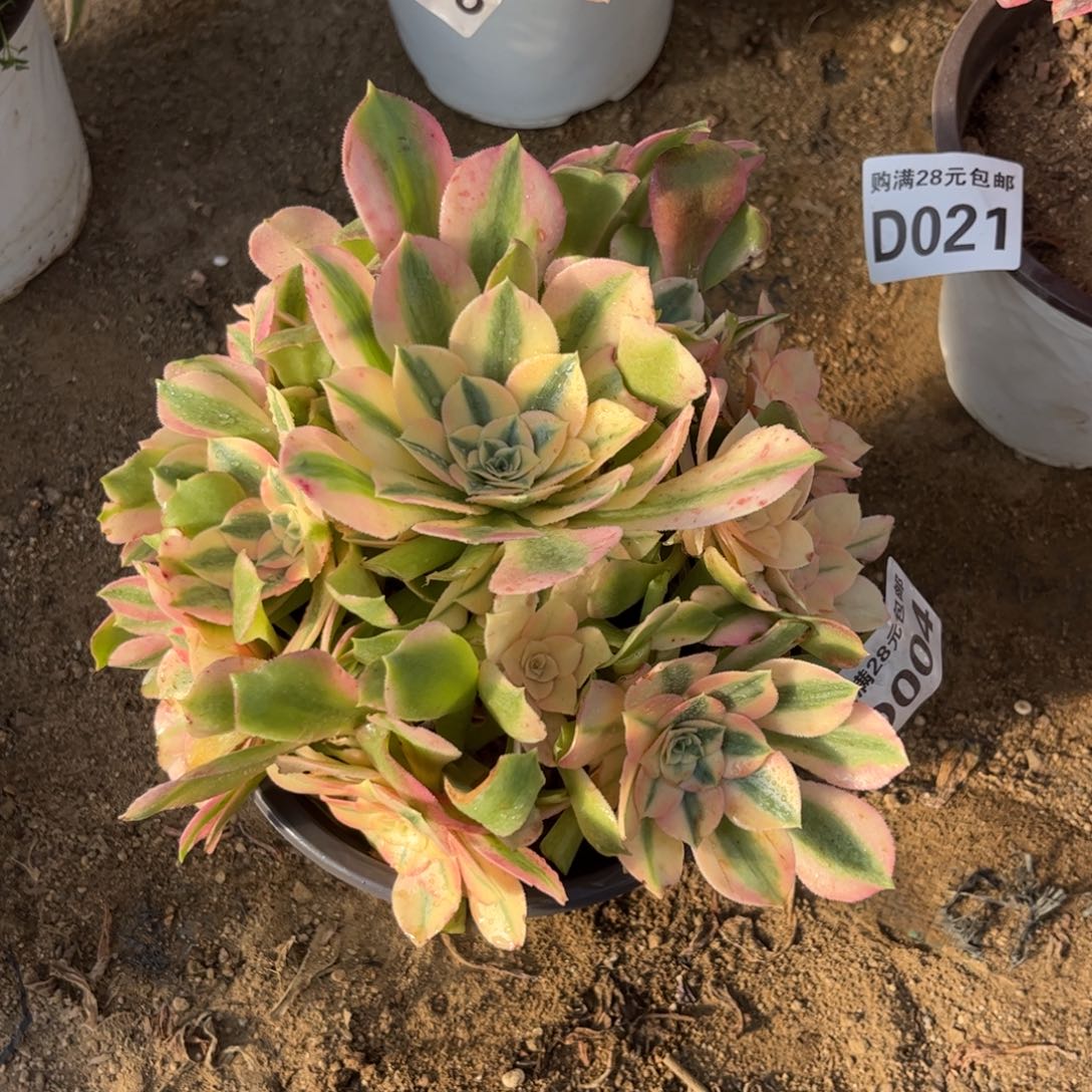 004多肉植物香妃