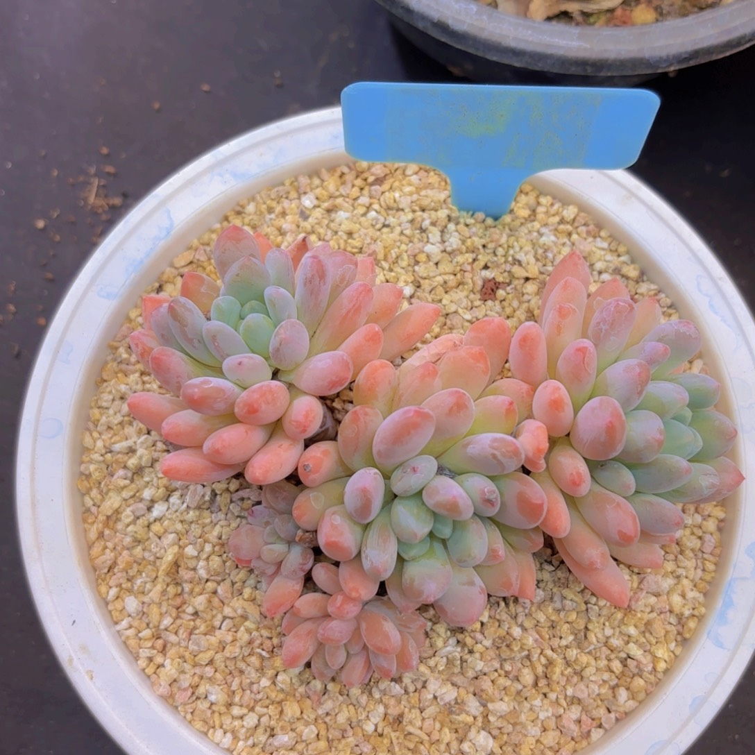 s***k云南金致家精品多肉