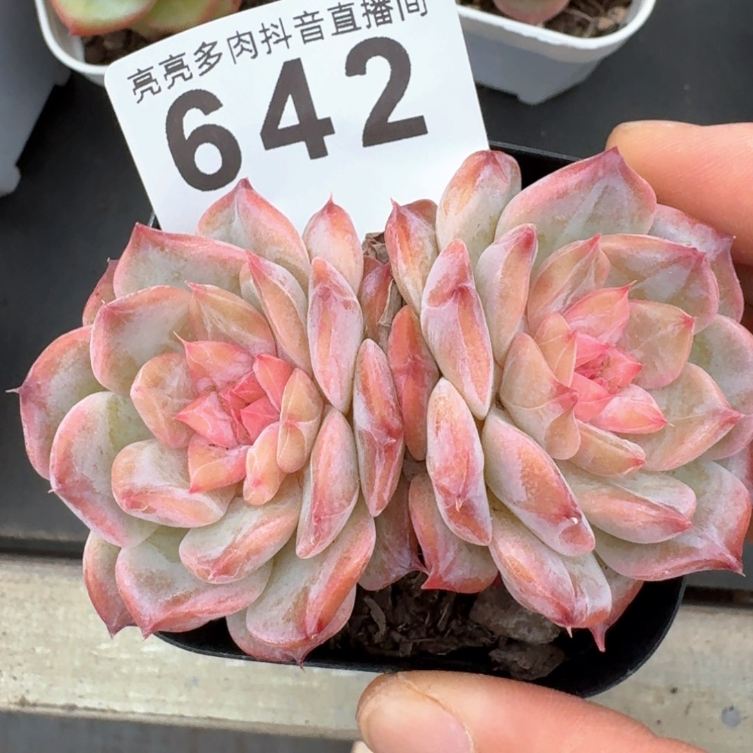 开播福利         多肉植物