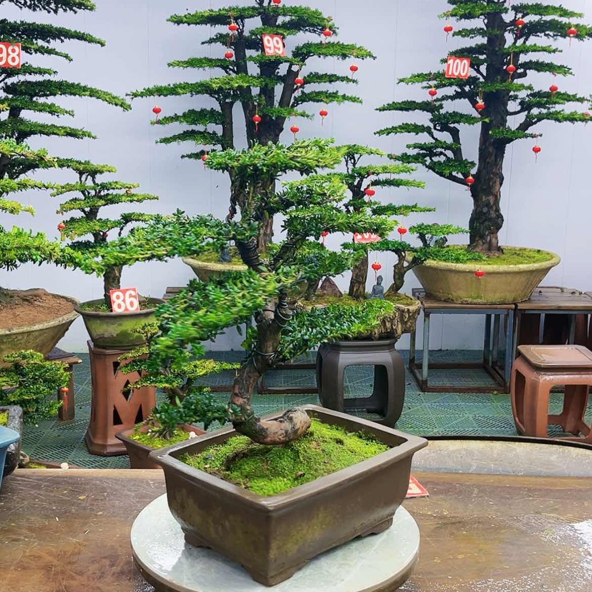 【闪购商品】罗汉松盆景艺术的发展