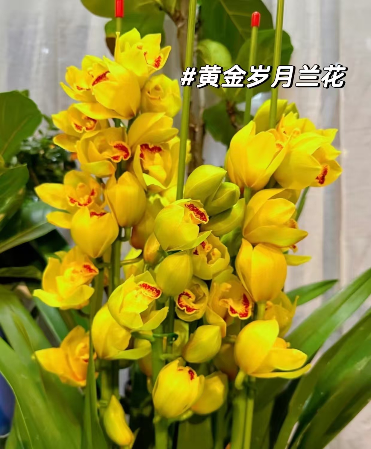 【杨贵妃】大花惠兰年宵花阳台客厅高档绿植 轻微掉花不售后