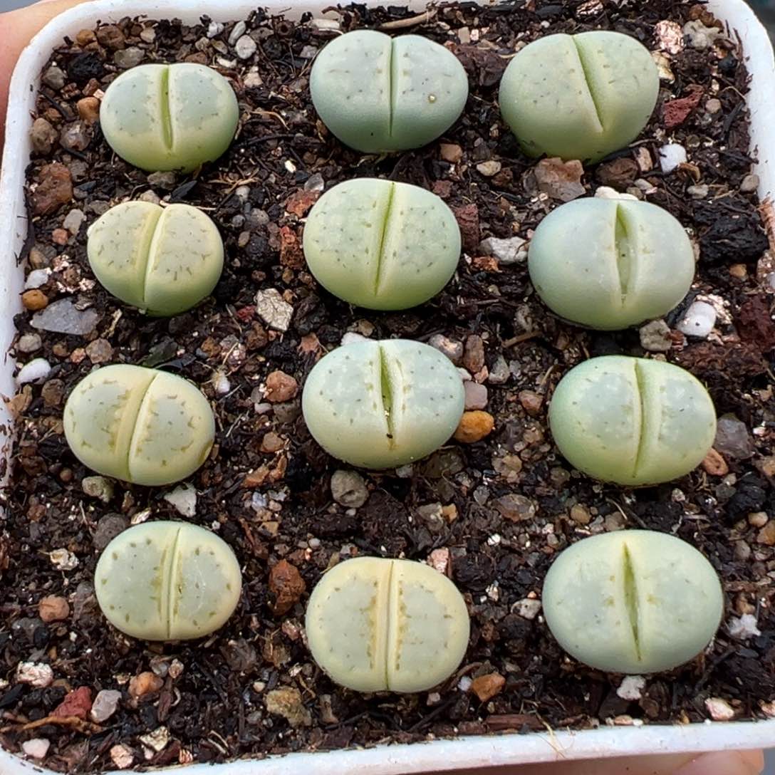 1.18好看的多肉494