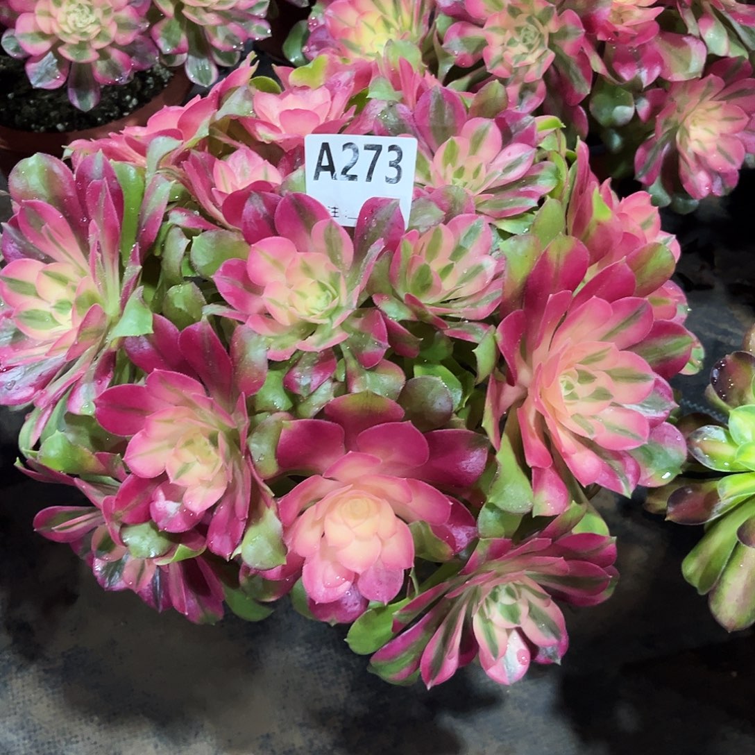 从林香妃273多肉植物