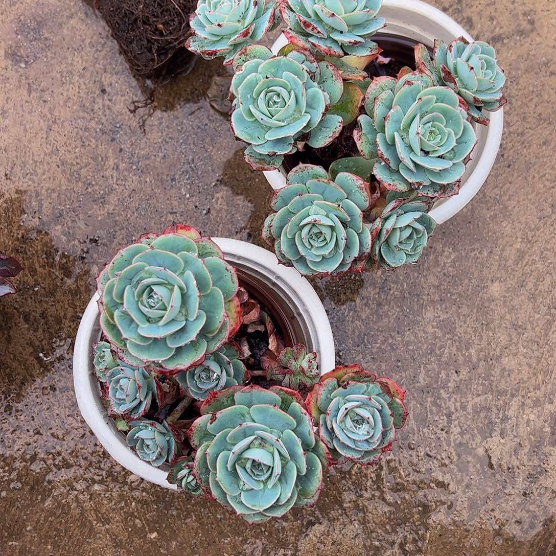 克罗地亚玫瑰多头群生老桩
