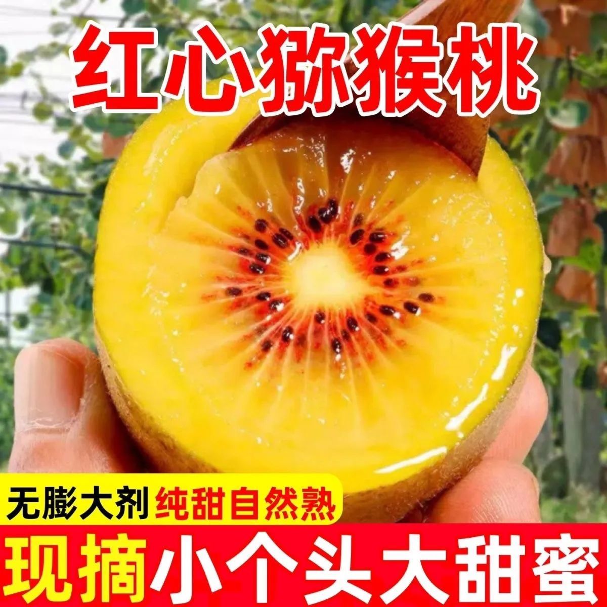 正宗四川蒲江红心猕猴桃奇异果新鲜水果当季应季孕妇水果多规格