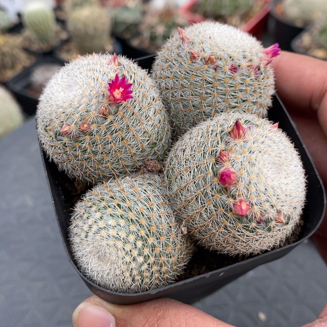 植播园艺穴原希望丸群