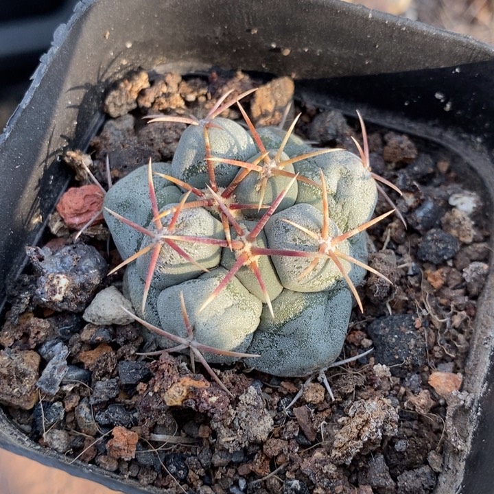 【闪购商品】白肌天晃