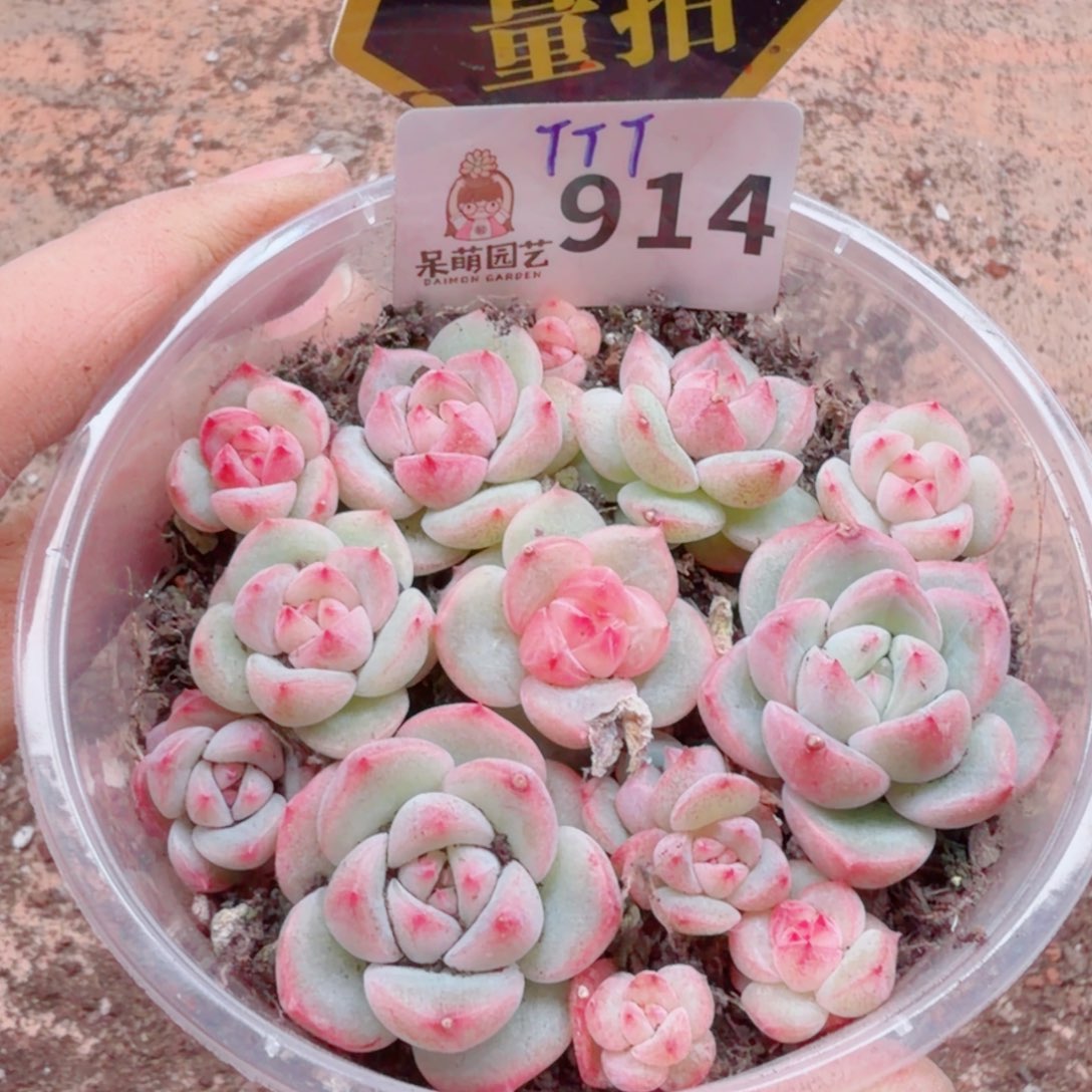 多肉植物多肉植物