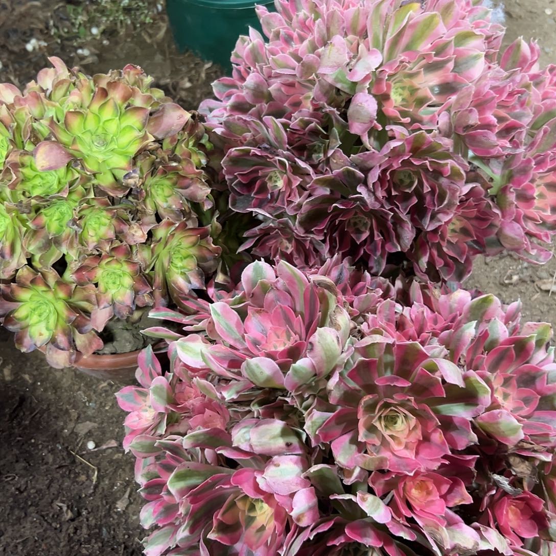 多325肉植物组合3个