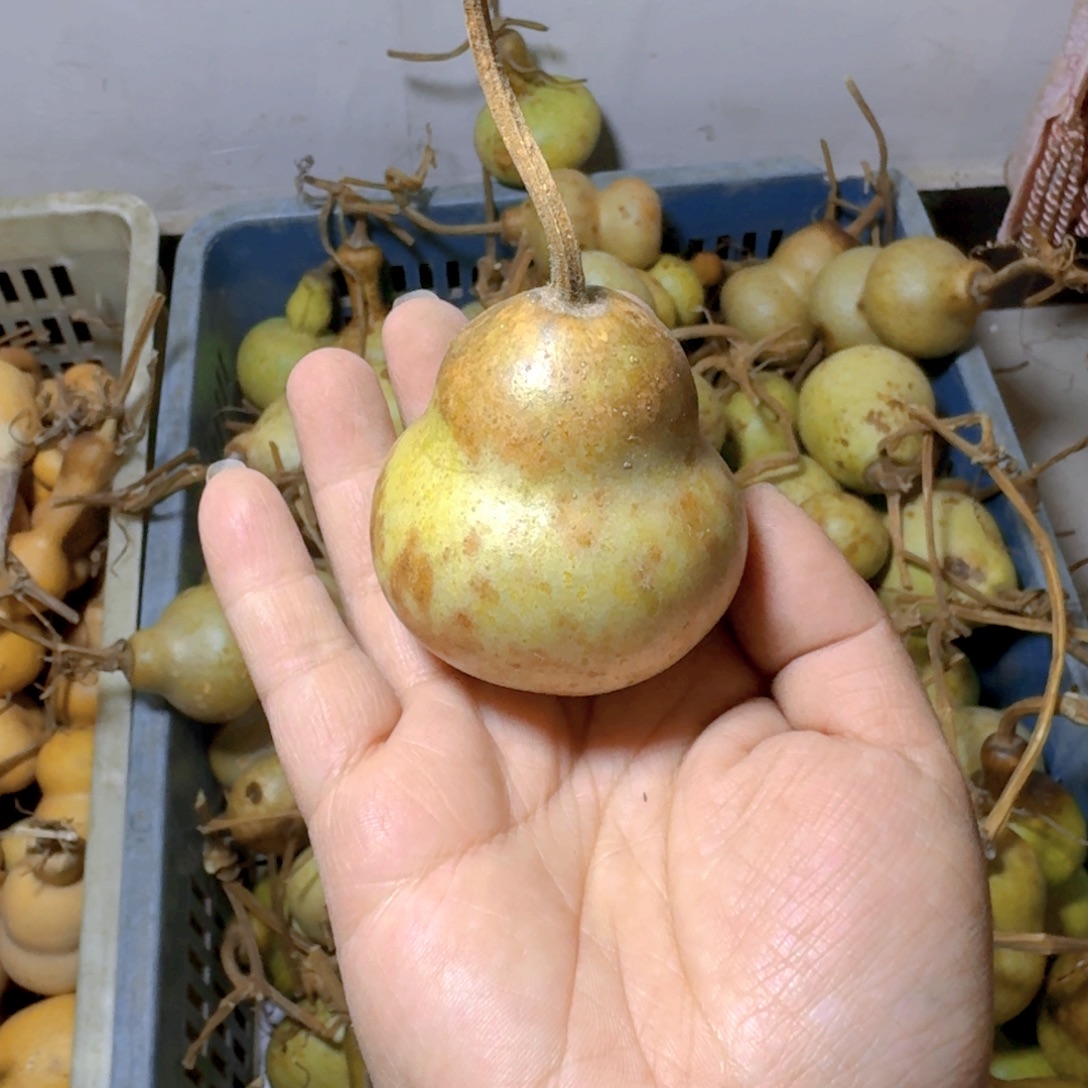 ꫞***꫞青皮葫芦不保成不退不换微瑕疵