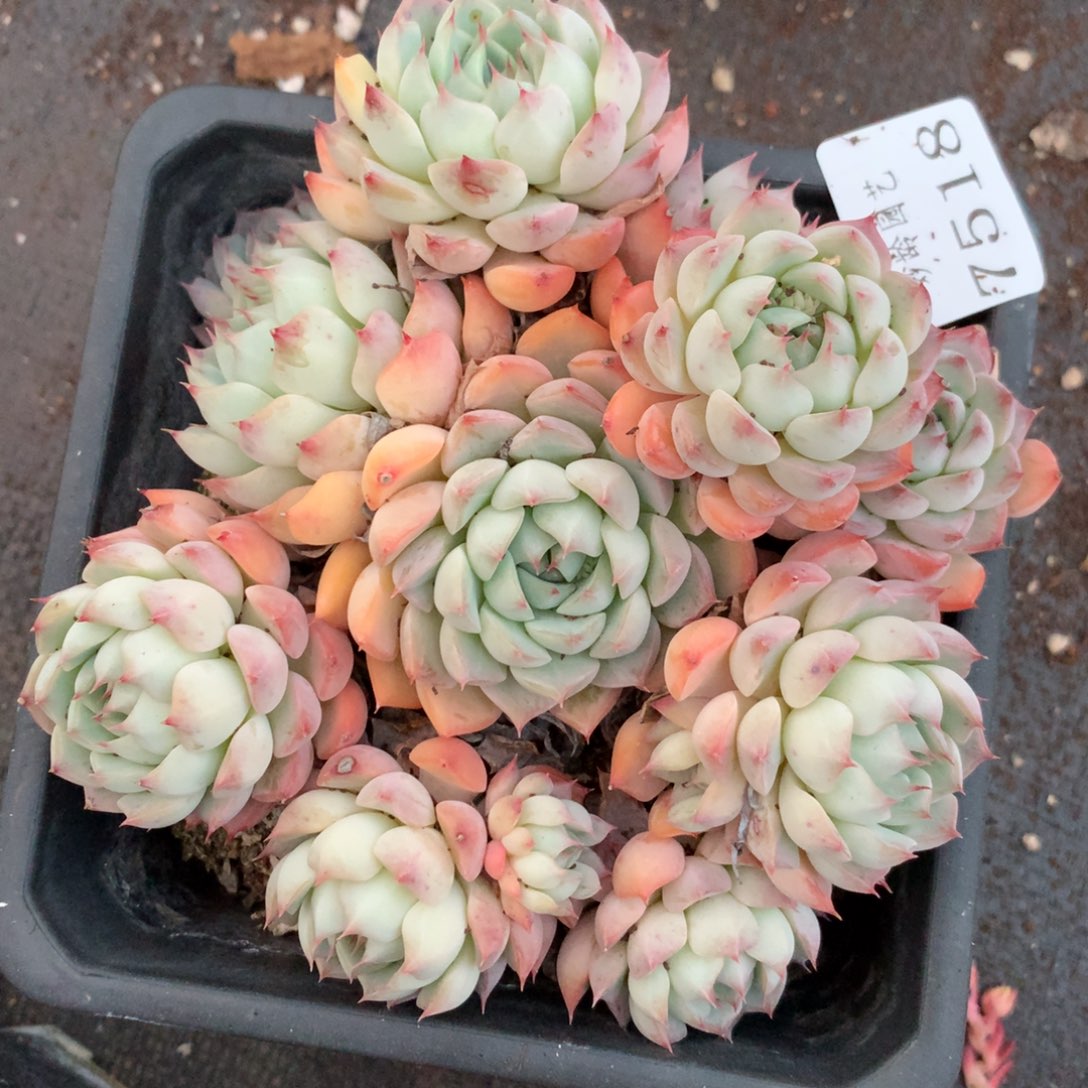 7218杂交多肉植物