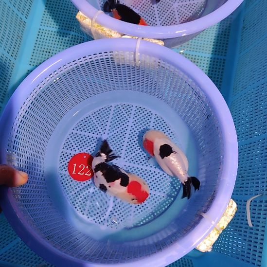 好***来金鱼122兰寿两只特价顺丰包邮