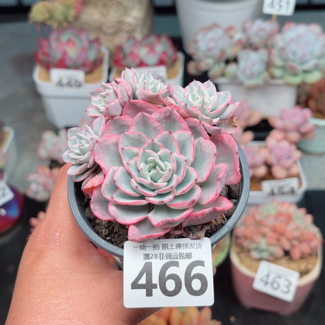 黄桃锦无盆土发货