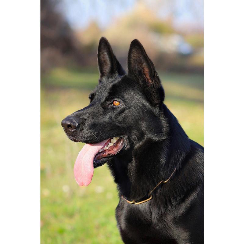 东德牧羊犬 油画