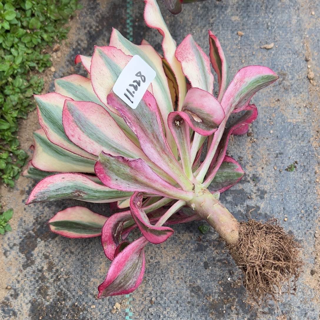 228黄魅影多肉多肉多肉