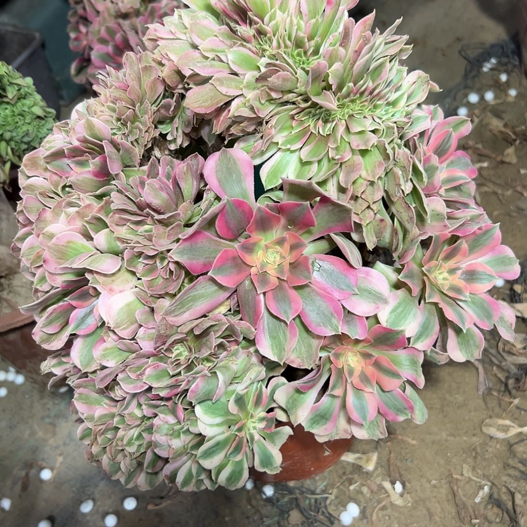 多肉308植物粉女巫缀花