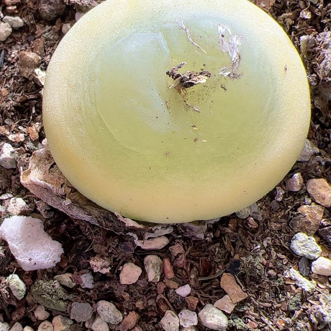 【闪购商品】10 拉登2.9cm