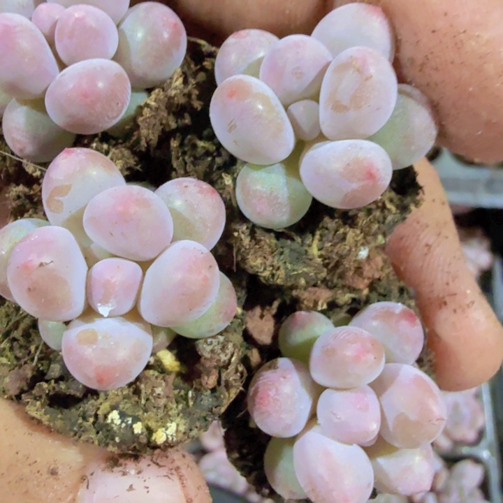 韩版汤圆五颗一组