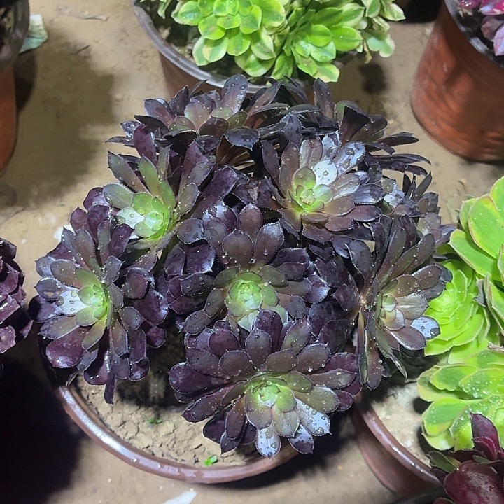 黑铜壶一颗脱土9.9