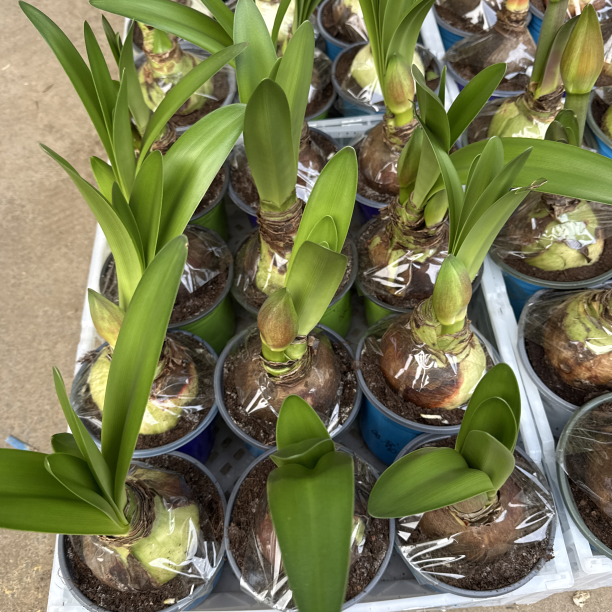 朱顶红种球重瓣大花浓香型好养活室内外盆栽绿植