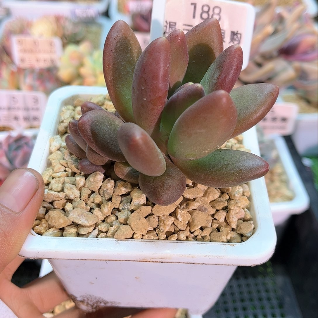 卉森多肉一物一拍编号108