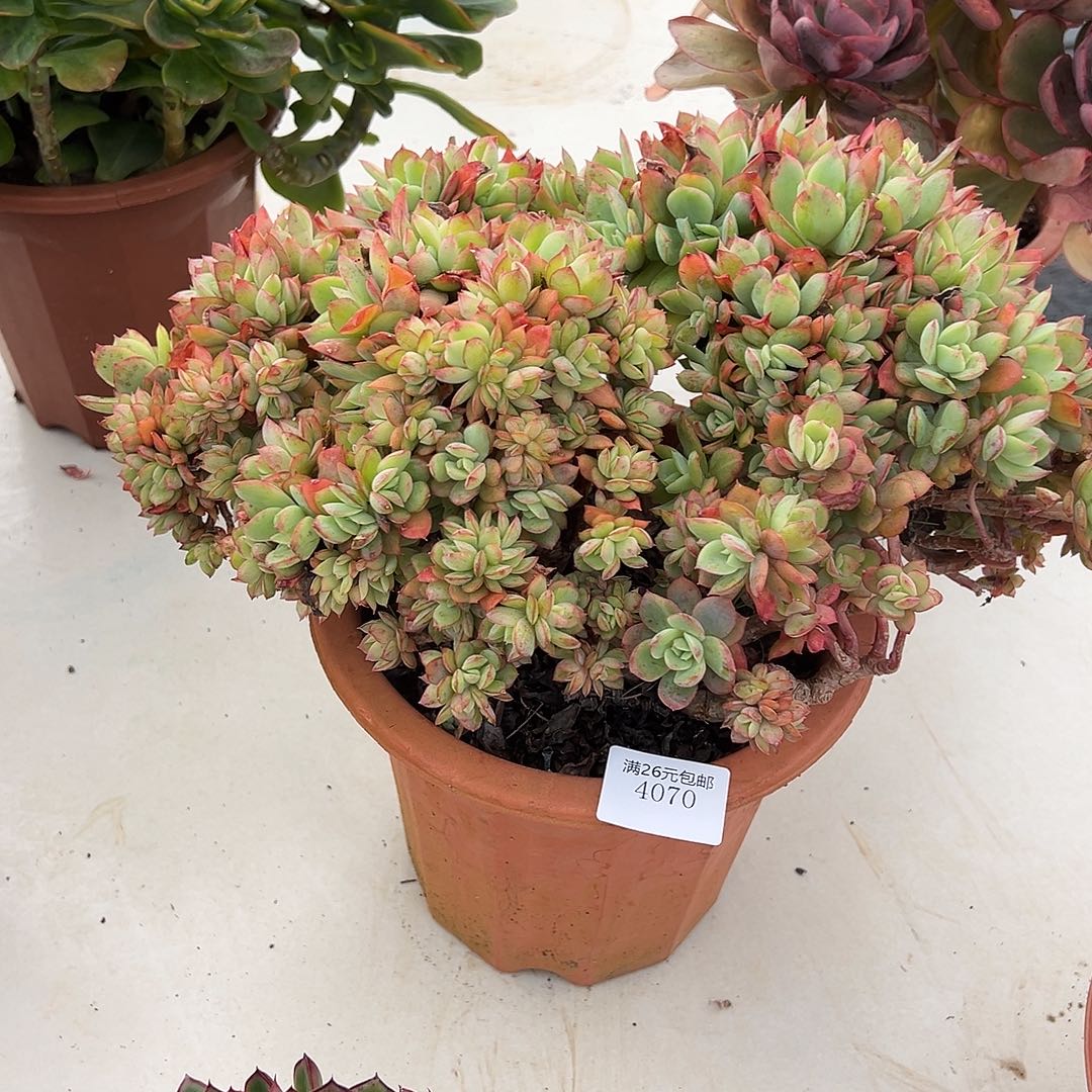 小***y4070绮罗多肉植物多肉