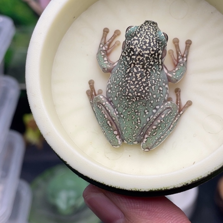 老爷树蛙18号精品暴雪