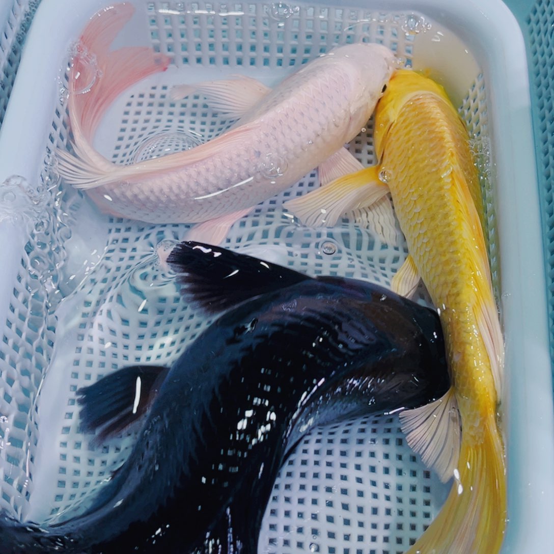 锦鲤锦鲤冷水观赏鱼