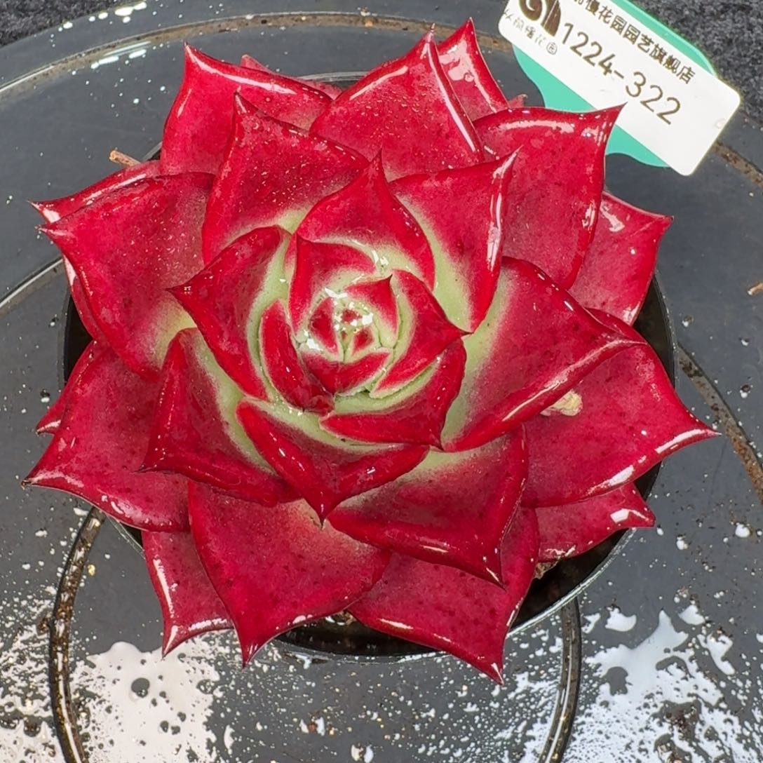 从前慢多肉精选编号1224.322