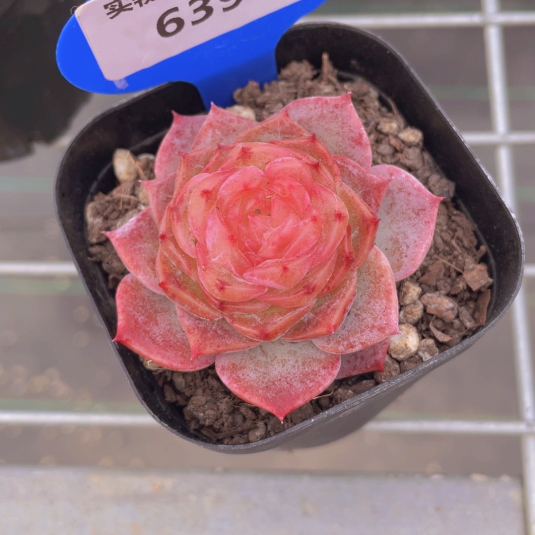 639号 母本全状态冻唇蜜单头一个