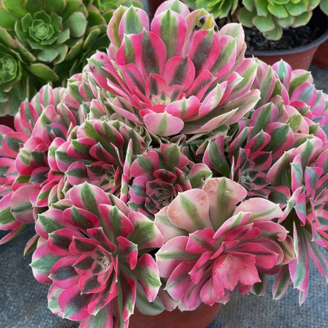 143粉女巫精品法师老桩