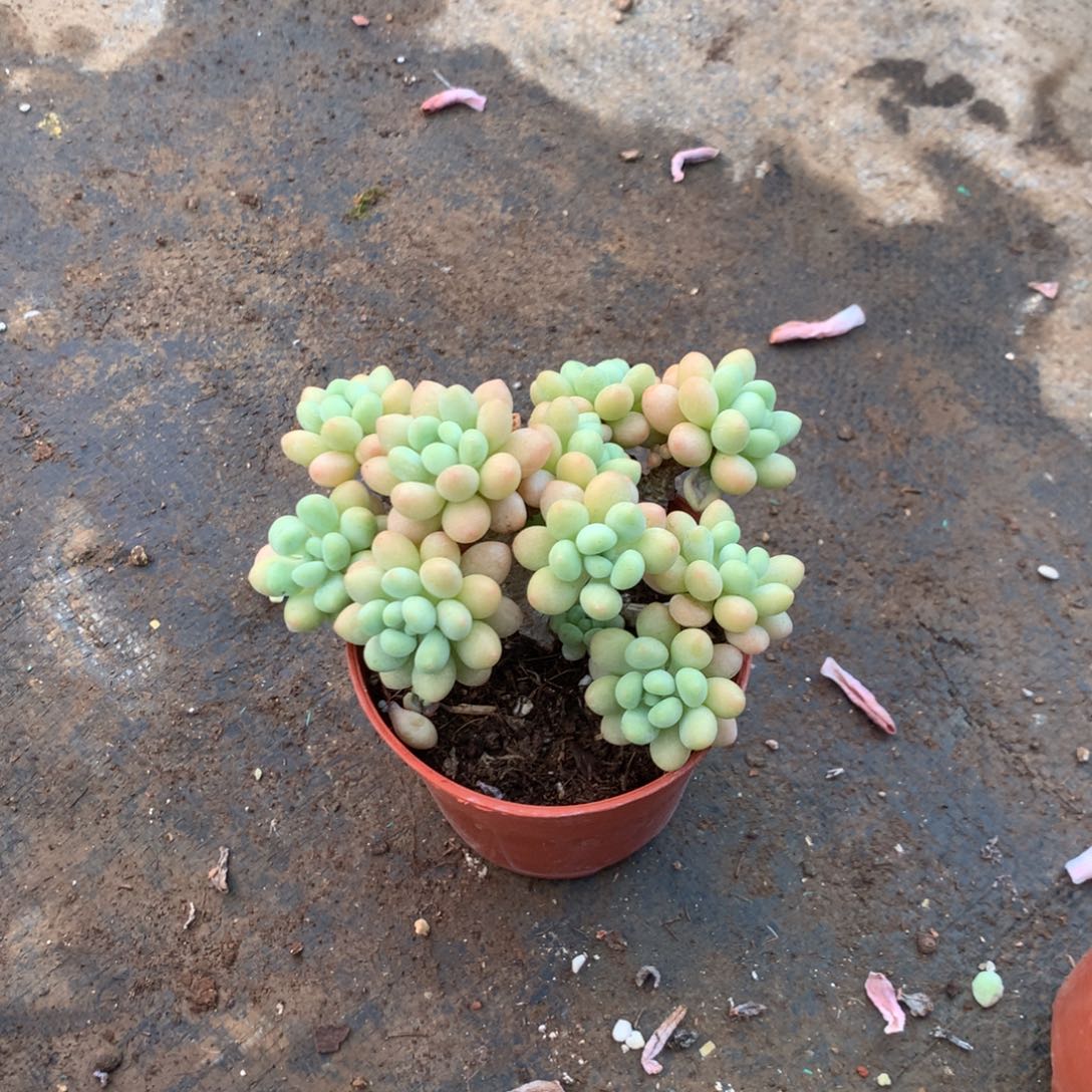 你也不要多喝开水呀明天