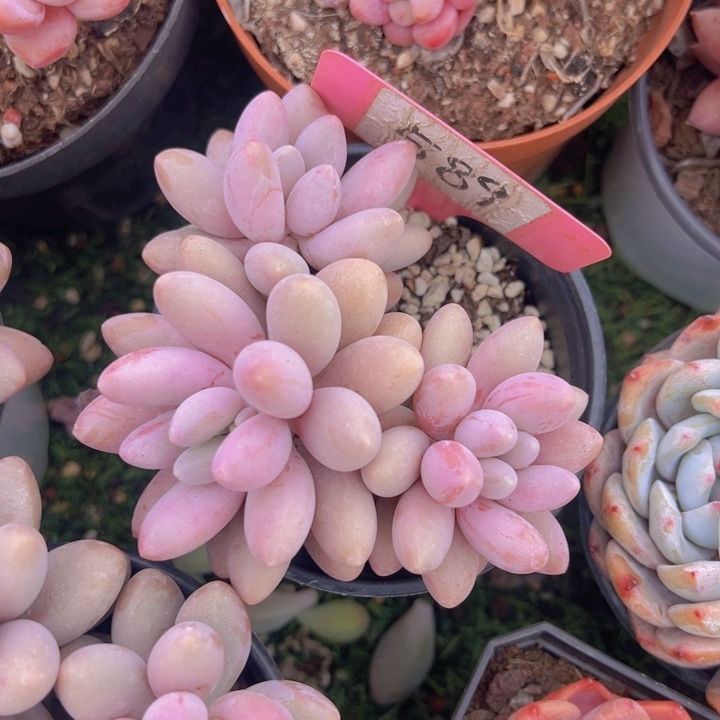 健健康康平平安安