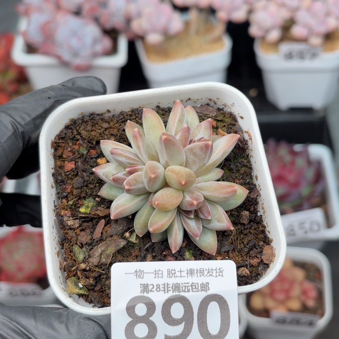 小三头乌拉克拉无盆土发货