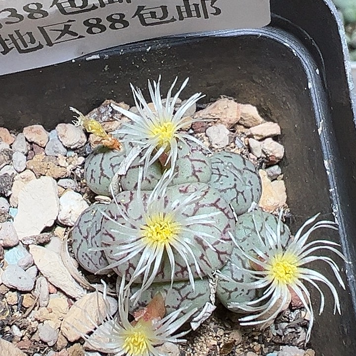 715号猴脸青在中央音乐学院学习一下