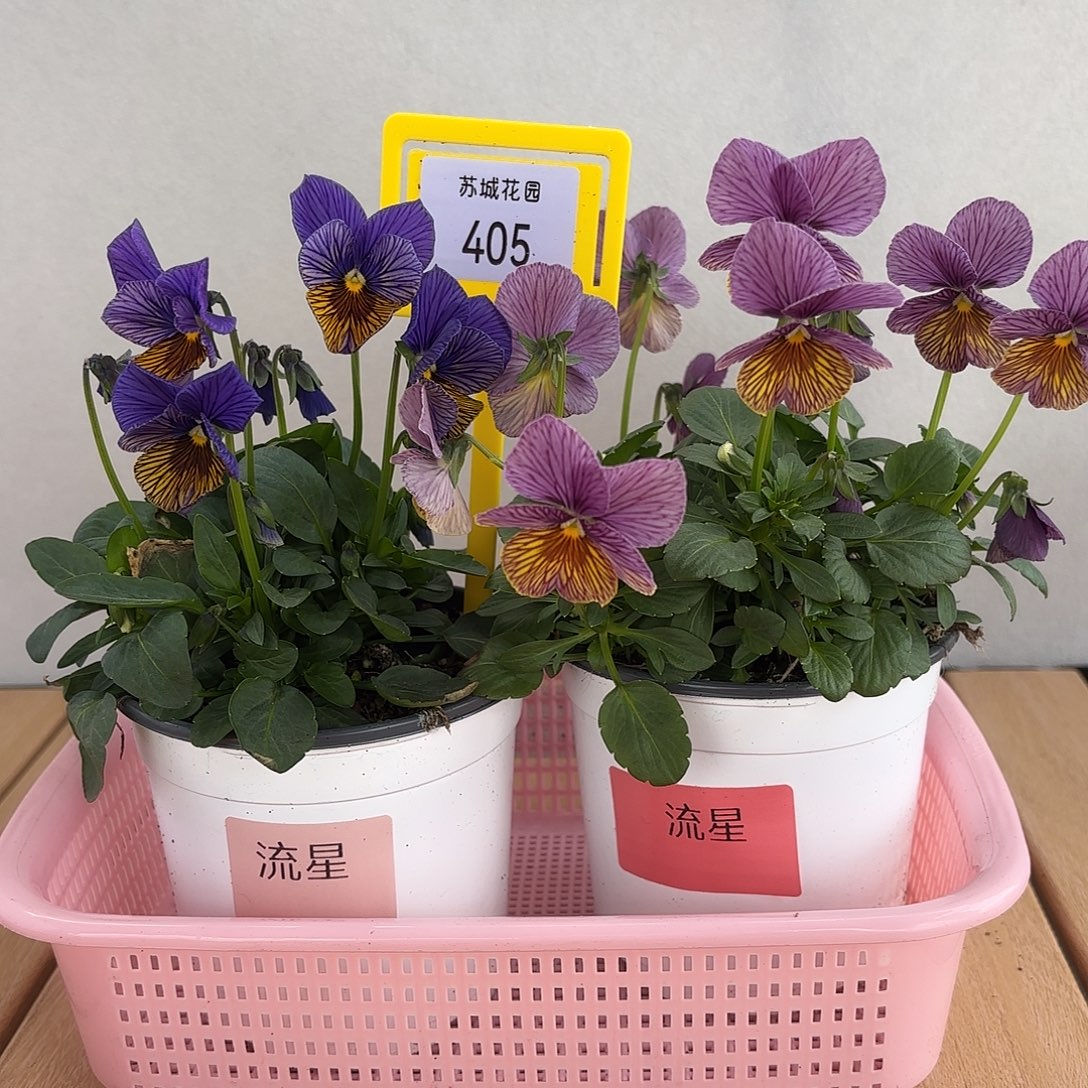 大部分开放少量花苞405