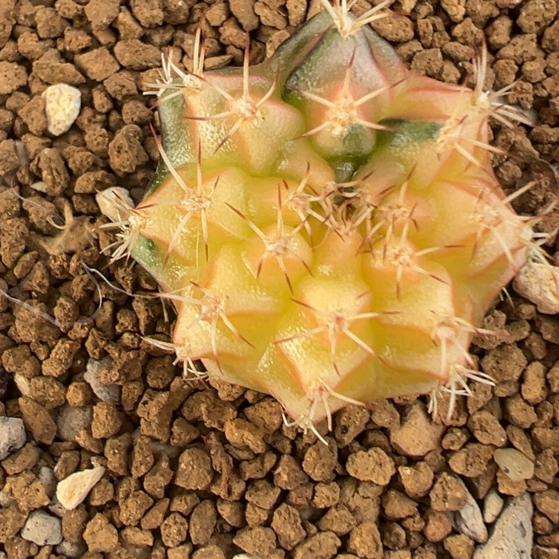 496 好看的米哈冲冲冲