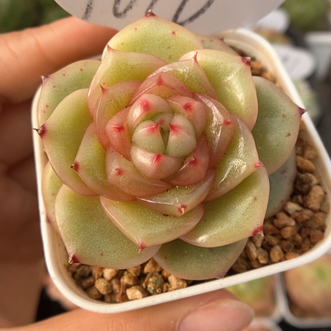 玉芷珍妮可拍9616号