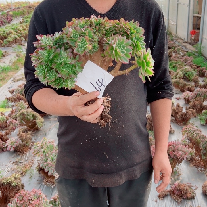 海王64号多肉法师