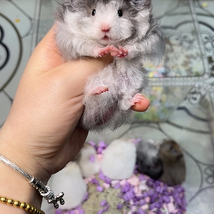 卷毛黑波利弟弟一只