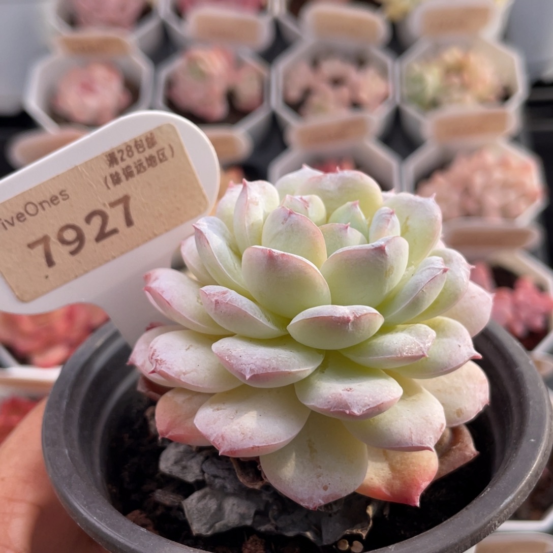 醉冰7927-6.5厘米