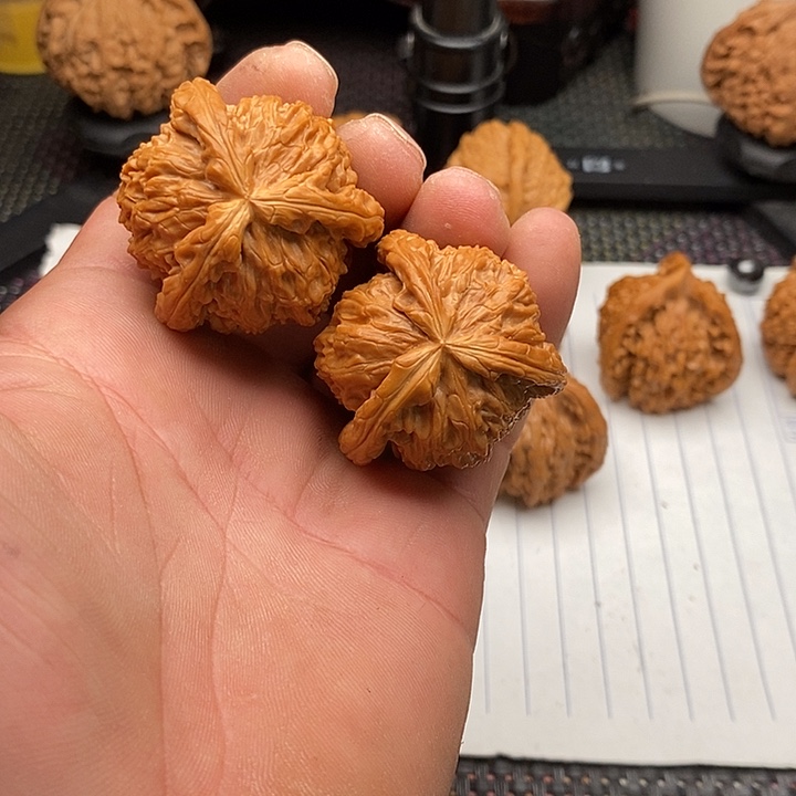 手串/手链核桃拼接白狮子4